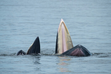 Brydes whale, Eden's whale Mother is teaching children to catch the fish.