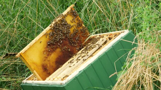 Frame of a bee hive on top of bee hive box