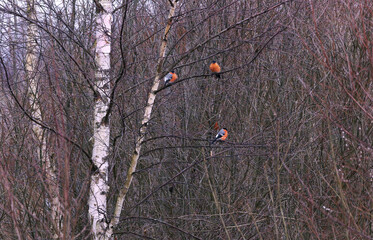 Eurasian bullfinch, common bullfinch or bullfinch (Pyrrhula pyrrhula) on the birch tree in autumn
