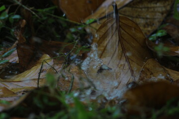 Dry leaves on the ground.