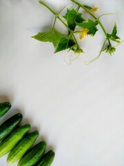 Flatly of fresh farm cucumbers and flowering cucumber sprouts on white background. 