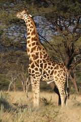 Naklejka na ściany i meble Giraffe eating from a tree, Namibia, Africa