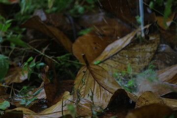 Dry leaves on the ground.