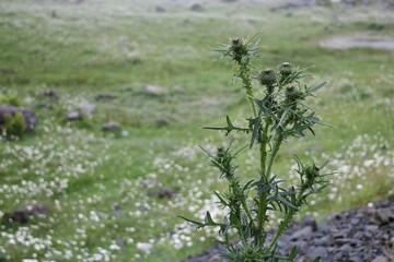 Wild plant (thorn) in Altai
