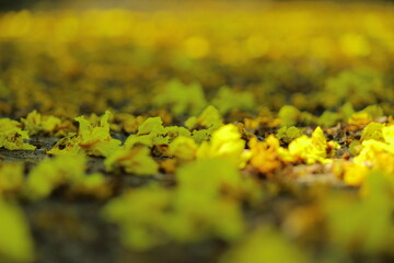 close up of yellow flowers in spring