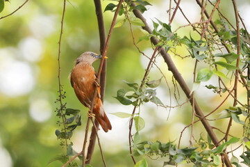 Chestnut-tailed starling