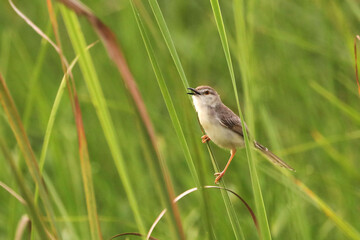 Warbler