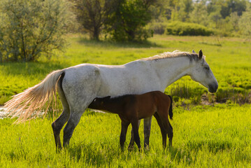 Horses on the meadow on spring