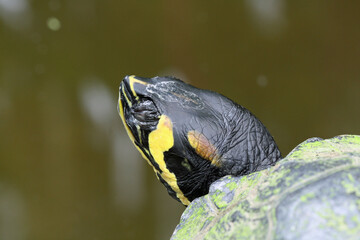 Gelbwangen-Schmuckschildkroete