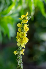 Verbascum densiflorum bright yellow denseflower in bloom, tall flowering herb medicinal plant