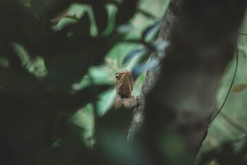 A chameleon perched on a branch. Chameleon to blend in with nature, perched on a branch.