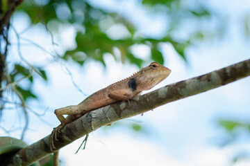 A chameleon perched on a branch. Chameleon to blend in with nature, perched on a branch.
