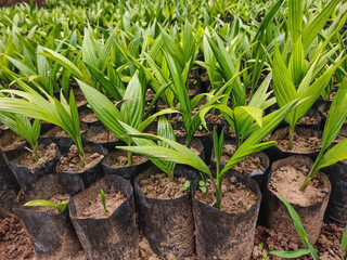 Areca plant's forming