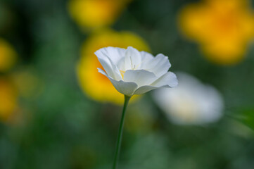 Eschscholzia californica cup of gold flowers in bloom, californian field, ornamental wild flowering plants on a meadow