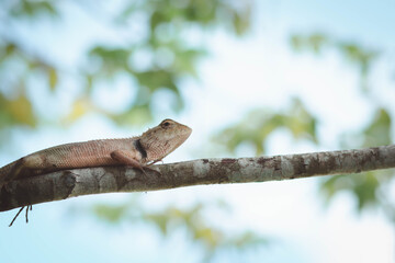 A chameleon perched on a branch. Chameleon to blend in with nature, perched on a branch.