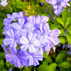 forget me not flowers