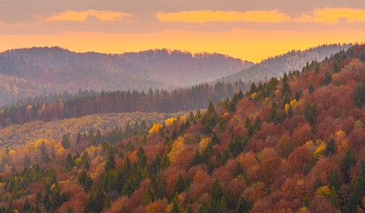 Autumn forest trees in the mountains panorama trees in the mountains