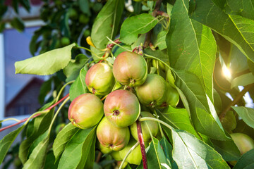 juicy apples ready for harvest in the apple plantation. close up selective focus