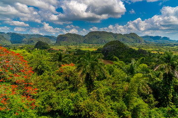 Obraz premium Vinales Valley site in Pinar del Rio of Cuba