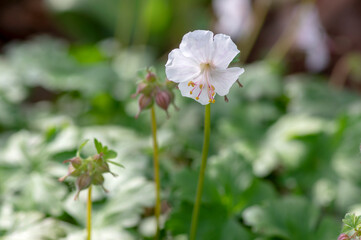 geranium cantabrigiense biokovo white flowering cranesbills plants, group of white flowers and buds in bloom