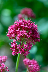 Centranthus ruber flowering plant, bright red pink flowers in bloom, green stem and leaves, ornamental flower