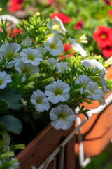 Calibrachoa million bells beautiful flowering plant, group of white and red flowers in bloom, ornamental pot balcony plant