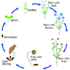 A growth cycle of flax plant on a white background.