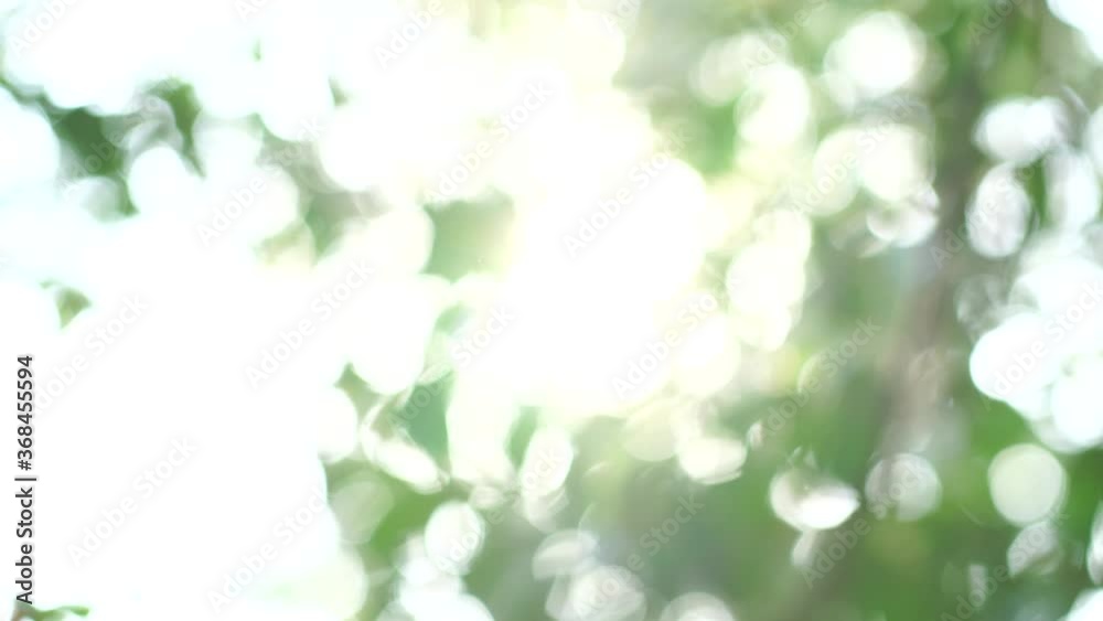 Poster blurred background bokeh from leaves and sunlight. nature view of green leaf on blurred greenery bac