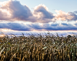 Roll clouds form the background on a windy day over a corn field ready to harvest in early autumn near Mount Pleasant, Michigan, USA
