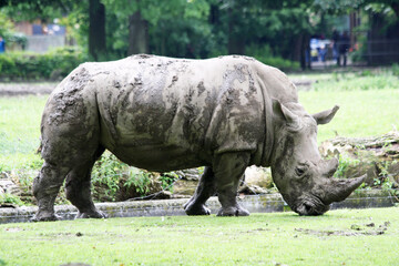 Breitmaulnashorn