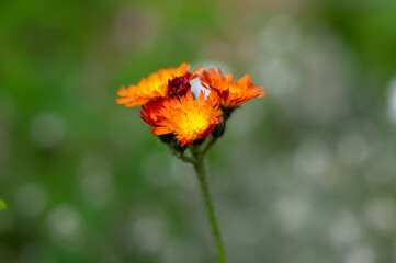 Pilosella aurantiaca wild flowering plant, orange flowers in bloom
