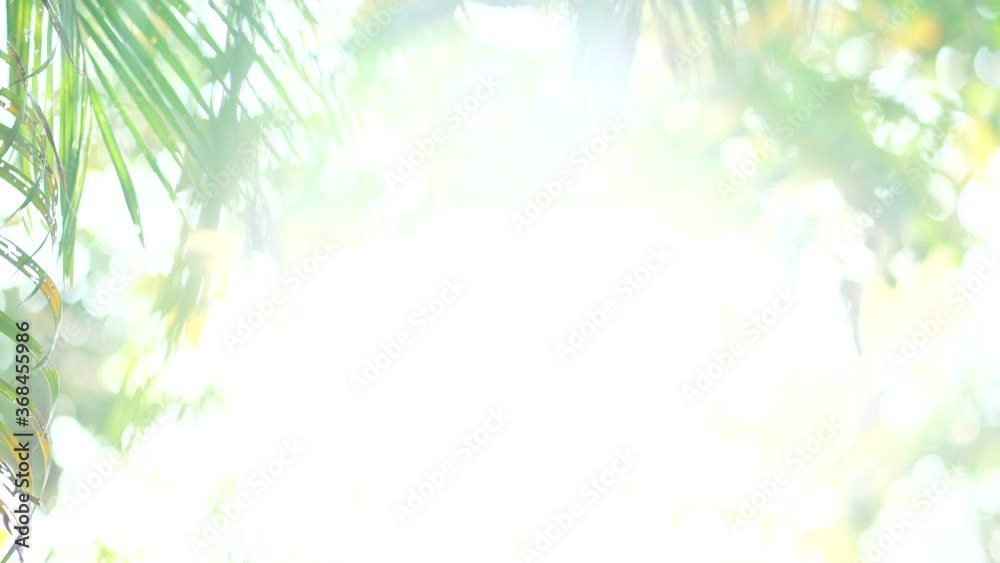 Poster blurred background bokeh from leaves and sunlight. nature view of green leaf on blurred greenery bac