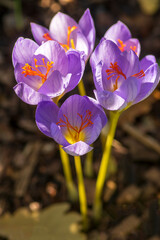 Crocus speciosus autumn blue purple flowering plant with orange yellow center, Biebersteins crocus...