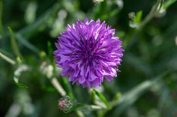 Centaurea cyanus purple cultivated flowering plant in the garden, group of beautiful cornflowers flowers in bloom