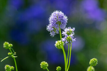 Gilia capitata blue beautiful flowering plant, blue-thimble-flowers in bloom, amazing wildflower