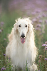 Portrait of beautiful and happy dog breed russian borzoi standing in the green grass and violet lupines field in summer