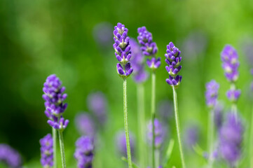 Lavandula angustifolia bunch of flowers in bloom, purple scented flowering plant, green background