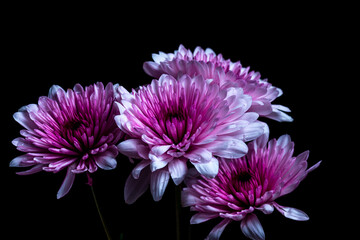pink chrysanthemum flower