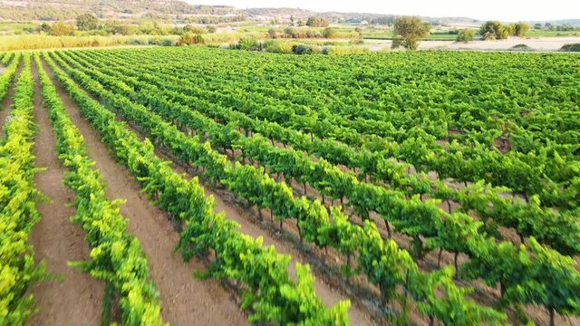 Drone volant au dessus de vignes paysage magnifique au coucher de soleil
