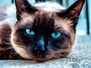 Blue eyed cat