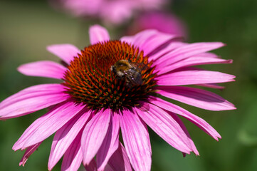 Echinacea purpurea flowering plant, coneflower flowers in bloom, purple petals