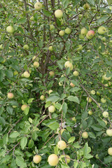 Summer view of an Apple tree with ripening fruit
