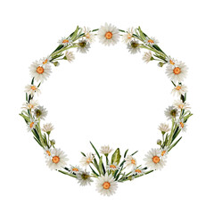 watercolor wreath with chamomile