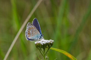 COMMON BLUE BUTTERFLY - A beautiful gentle insect on a field flower
