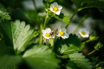 bee on flower 
