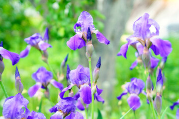 many irises and purple colours, sort Carl and Sissy