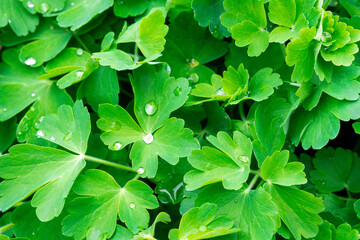 Fototapeta na wymiar Background of green leaves water raindrops grass weeds wild hyacinths