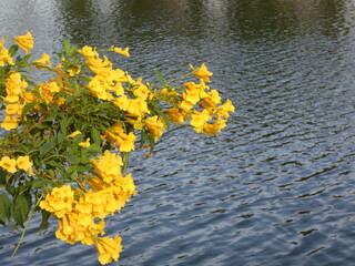 Yellow flowers and water in the park