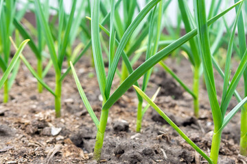 garlic plantation is cultivated in the garden. selective focus