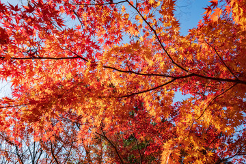 Autumn Leaves in a Park in Osaka, Japan 